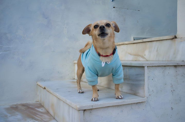Pet Clothing for Comfort and Style