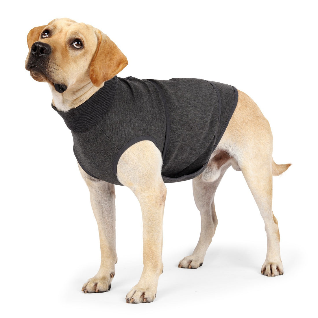 Pet Polyester Comfort Cotton Jacket