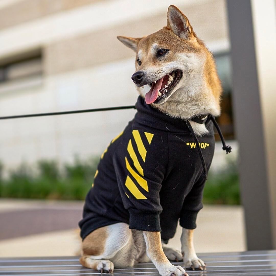 autumn and winter sports dog clothes