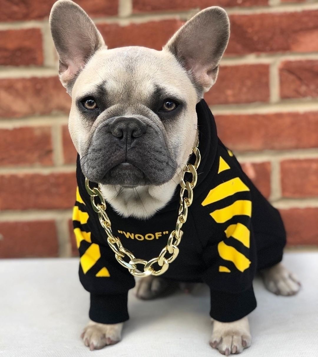 autumn and winter sports dog clothes