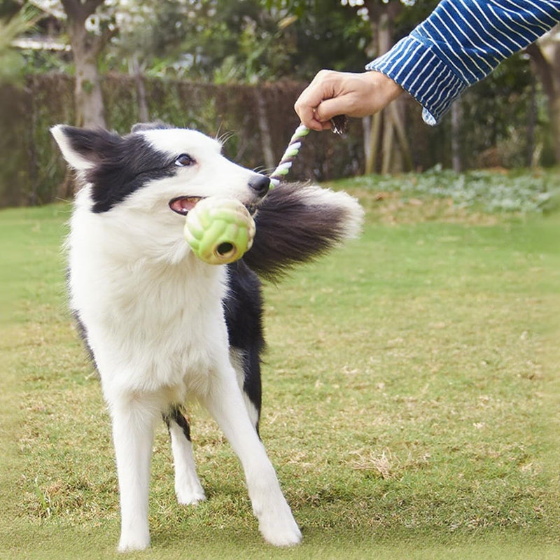 Interactive Puppy Toys For Tug-of-war