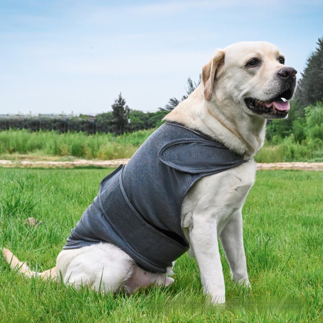 Pet Soothing Clothes For Dogs